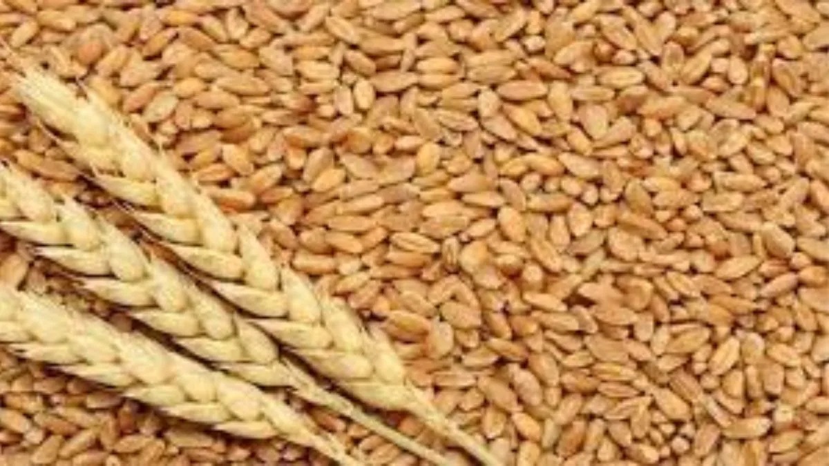 select improved variety of seeds for better yield of wheat