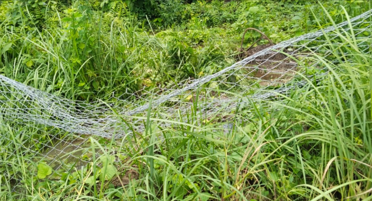 wild elephants breach dudhwa tiger reserve fence increased tiger threat