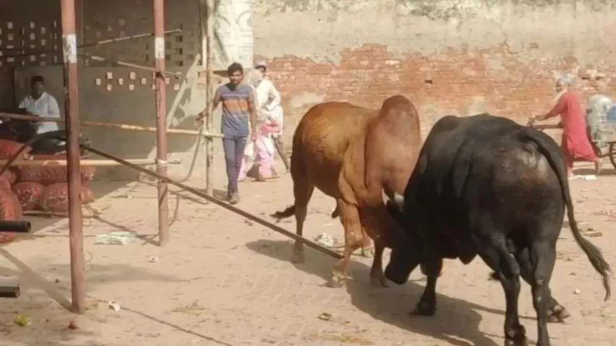 two killed 11 injured in bull attack in hariyawan
