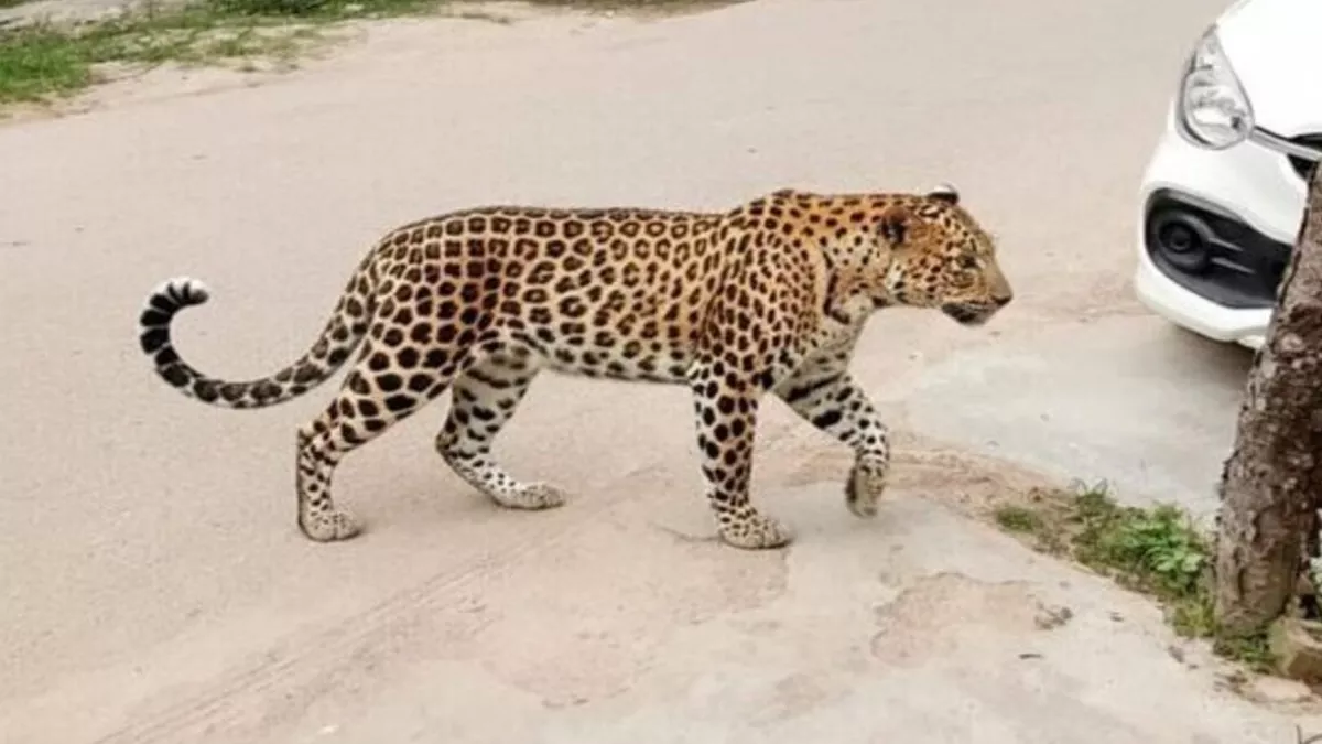 leopard spotted again in chhatnag panic grips residents