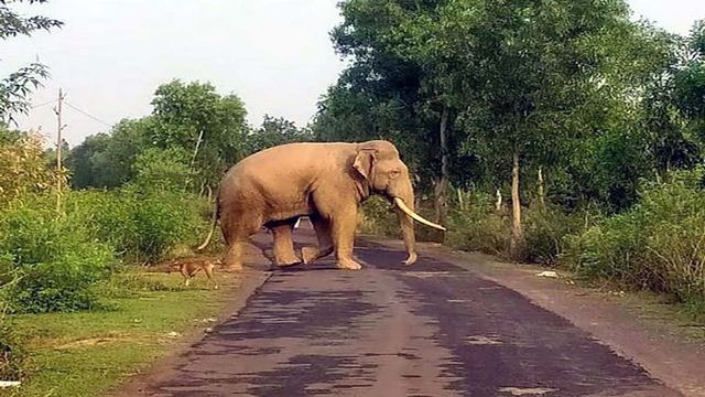 Elephant Attack: जंगल से भटके गजराज ने बोकारो में मचाई तबाही, दो की जान गई