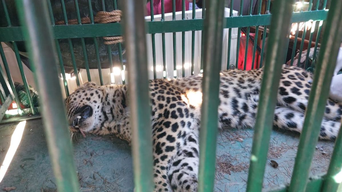 leopard locked in room with dog for 13 hours in pauri village