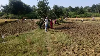 खेत में धान की कटाई करते भाकपा माले के कार्यकर्ता। (फोटो-जागरण)
