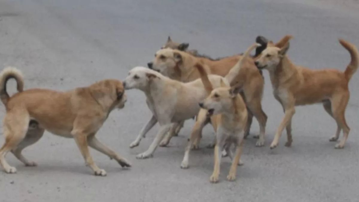 himachal pradesh to free schools hospitals from stray dogs new directives