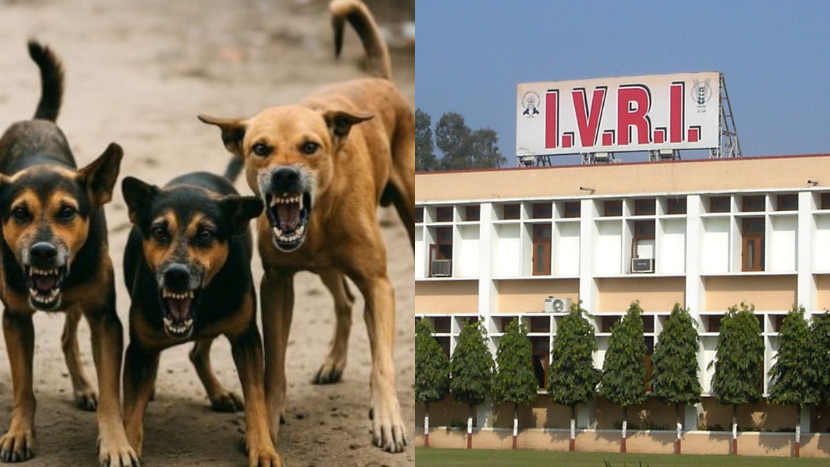 bareilly municipal corporation seeks ivri scientists help to control stray dogs following supreme court directives