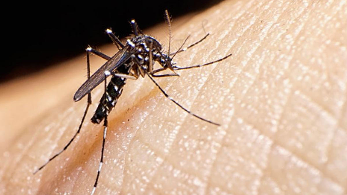 dengue deaths in patna nmch reports two fatalities three under treatment