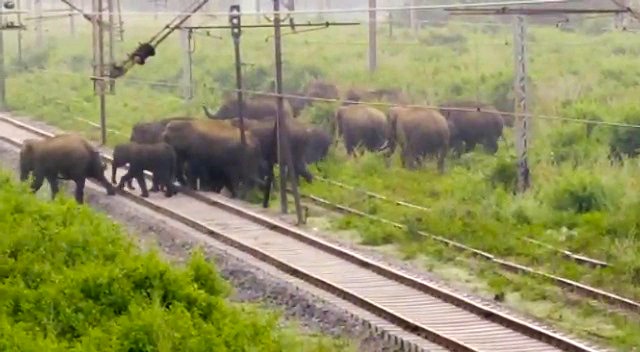 elephant movement disrupts rail traffic in chakradharpur