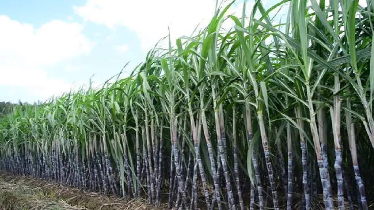 up sugarcane farmers important update on sugarcane supply and parchi