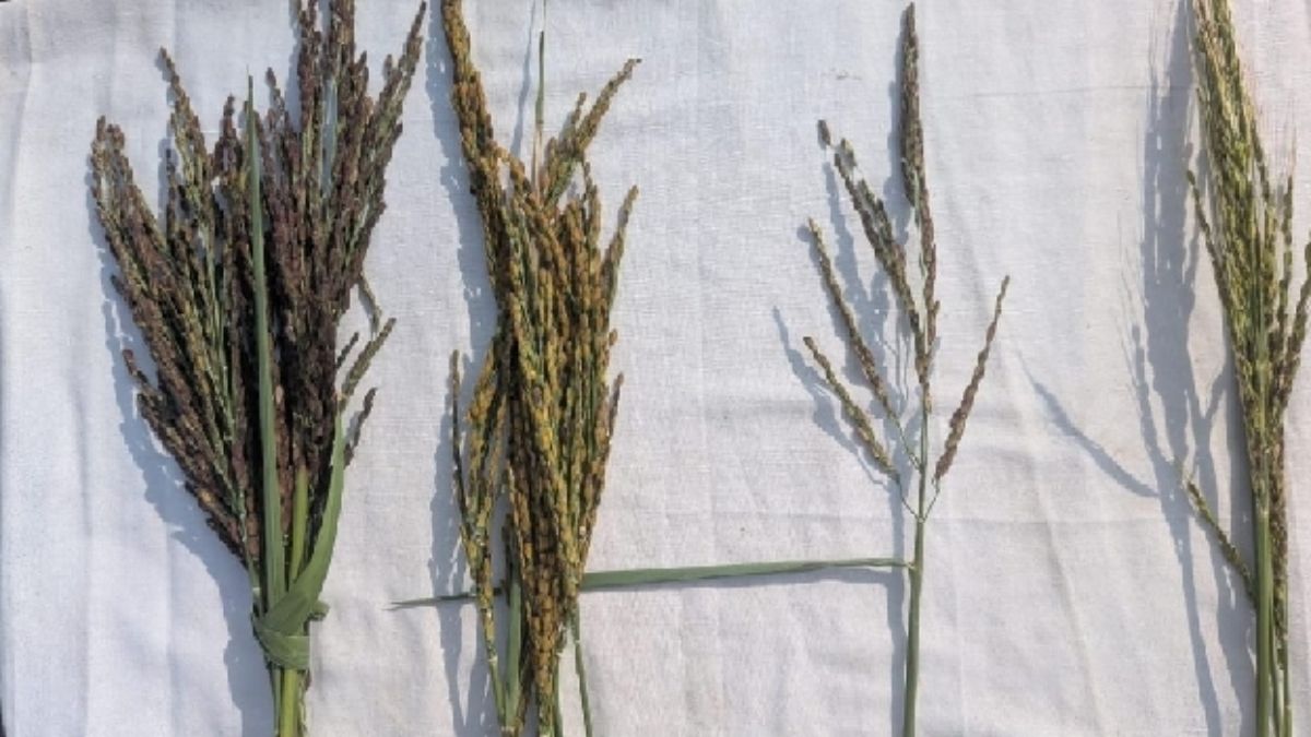 ancient wild rice variety discovered in kushinagar conservation efforts