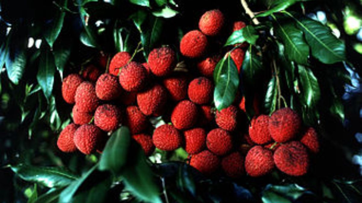 punjab litchis reach london qatar and dubai farmers are expected to earn bumper 3 to 5 crore
