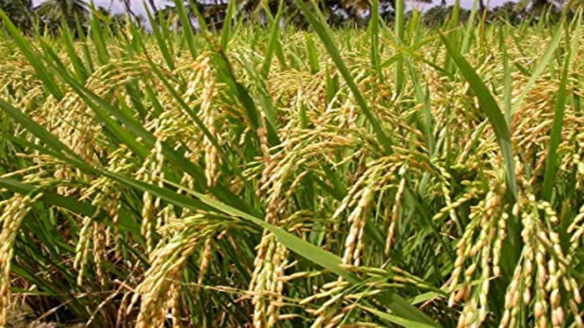 jharkhand paddy crop middlemen start advance booking farmers worried