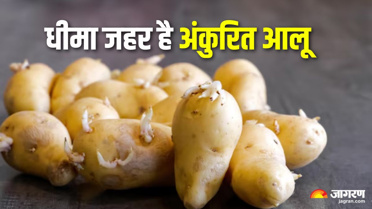 are sprouted potatoes safe to eat the toxic reason you must throw them away