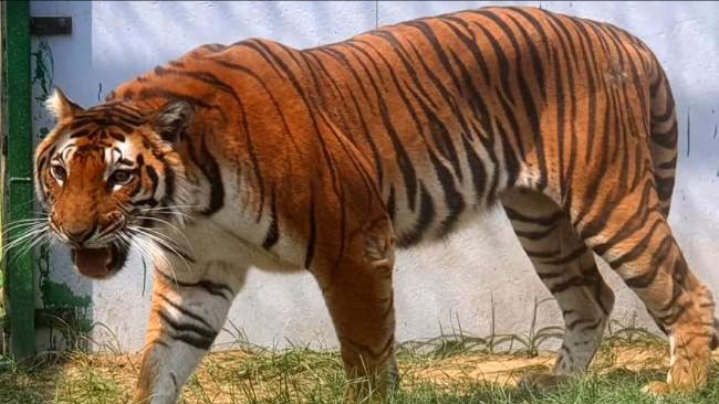 gorakhpur zoos first tigress melani dies after illness