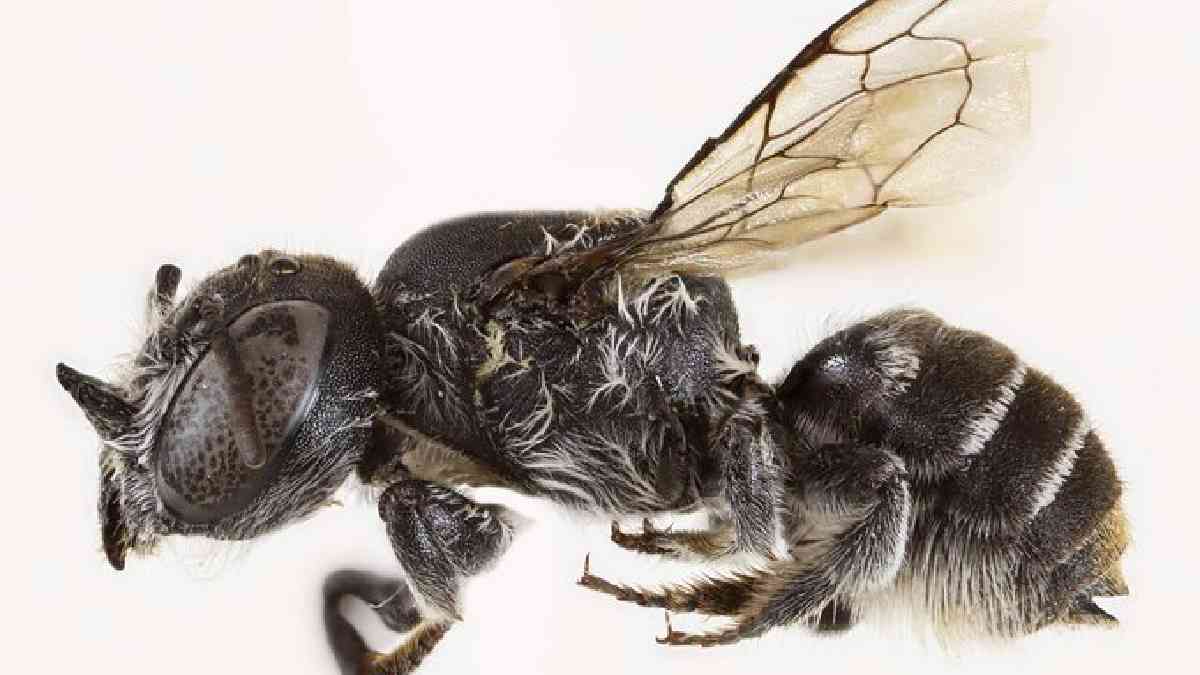 australia new bee species named lucifer discovered check inside details with pics
