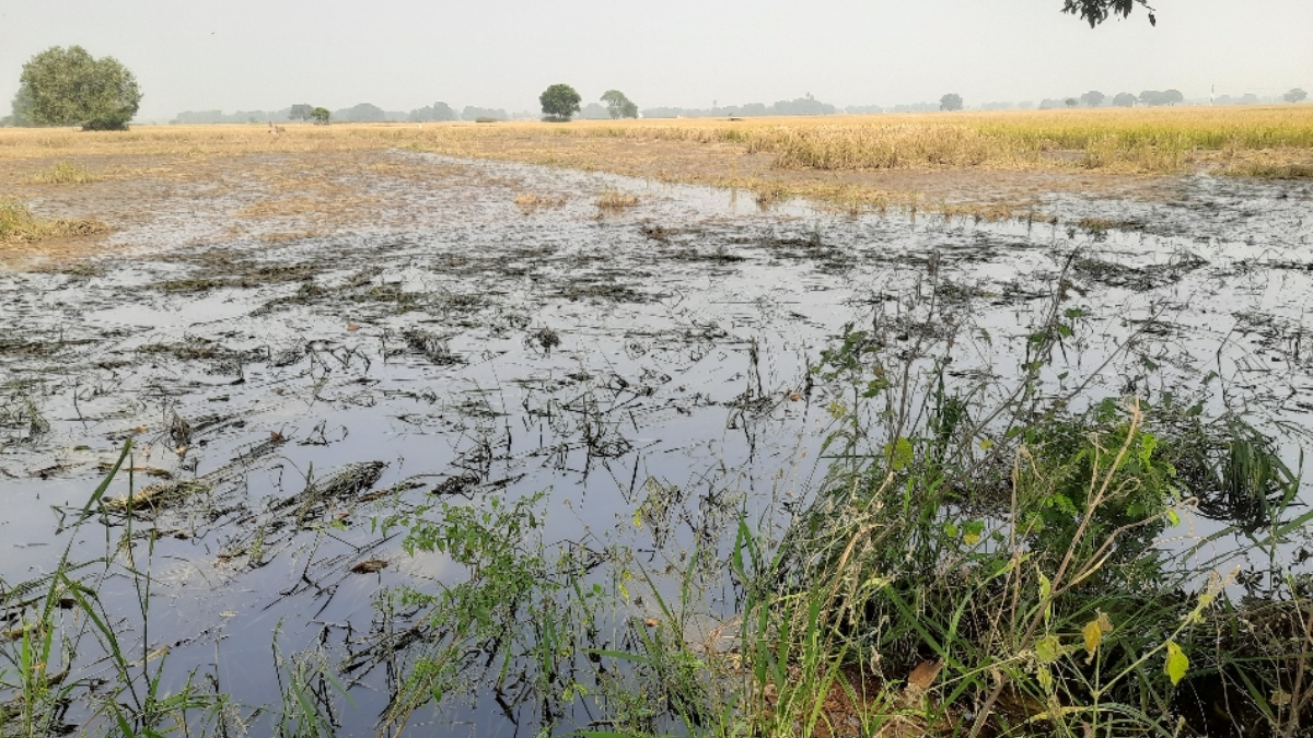 bhojpur rabi crop cultivation target farmer concerns over waterlogging
