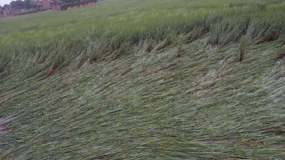 bihar news cyclone mahina destroyed 16000 acres of crops in muzaffarpur