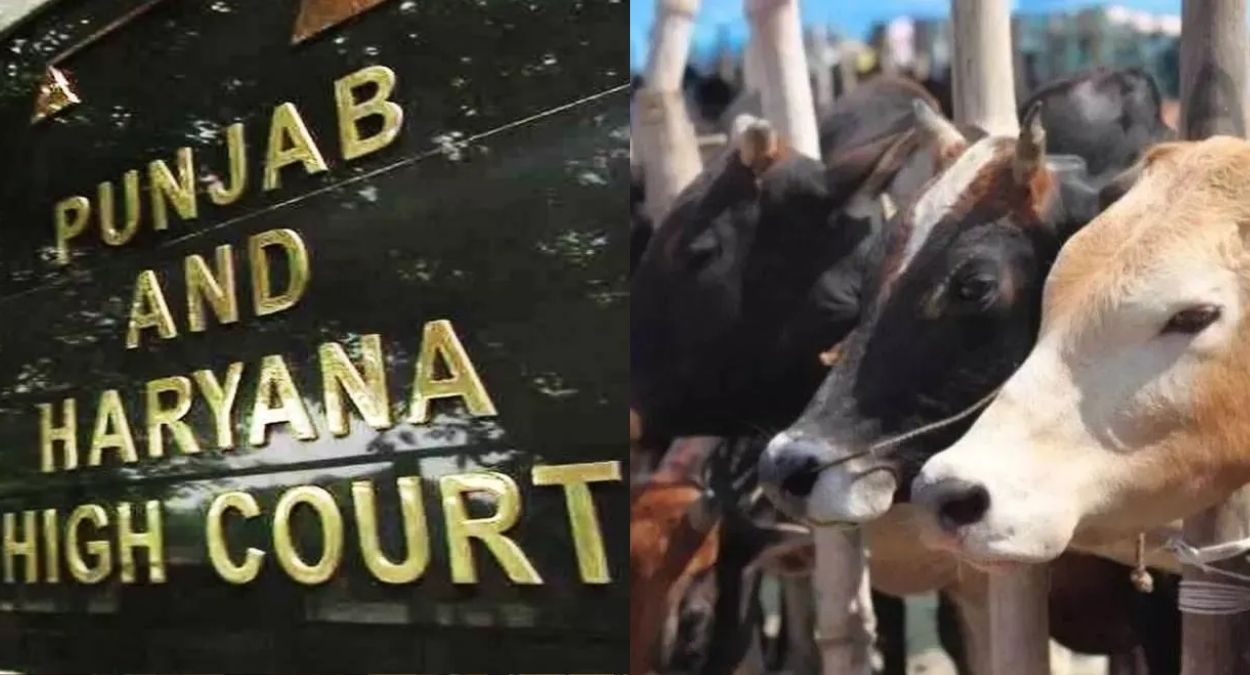 haryana cow protection law challenged in high court
