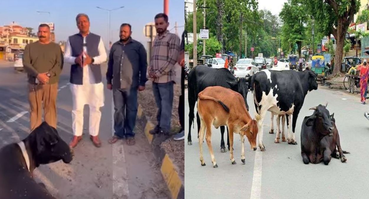 congress warns toll plaza over stray animals on highway