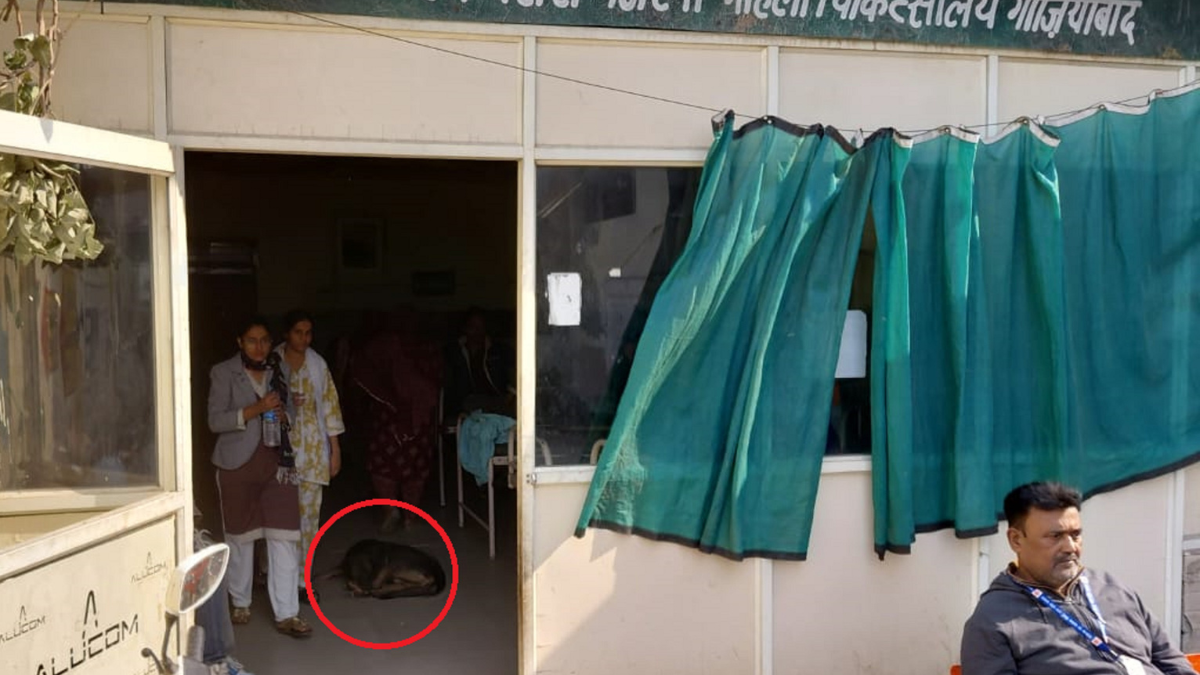 winter shelter neglect dogs broken windows attendants sleep outside