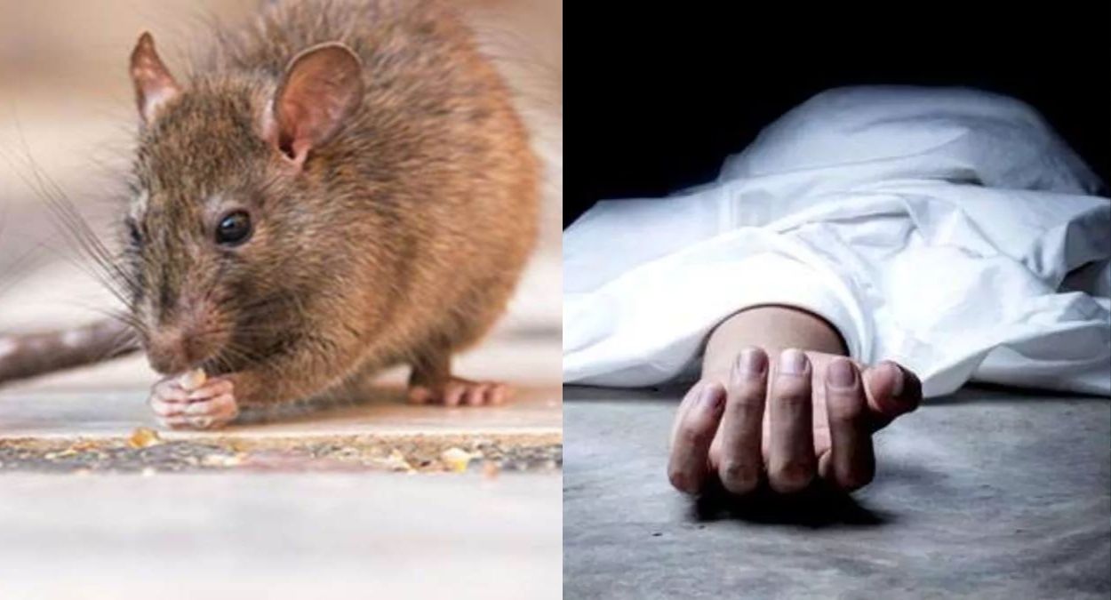ratinfested morgue corpse gnawed at haryana hospital