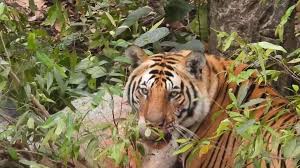 jharkhand news tiger and wildlife conservation plan court seeks government response