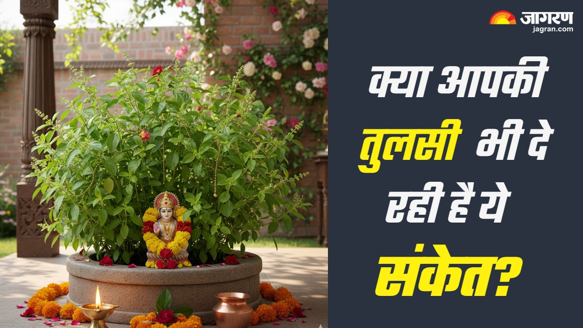 tulsi shubh ashubh sign auspicious and inauspicious signs from tulsi plant