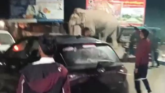 हरिद्वार में हाथी पहुंचा बाजार, भाग खड़े हुए लोग; वन विभाग ने खदेड़ा