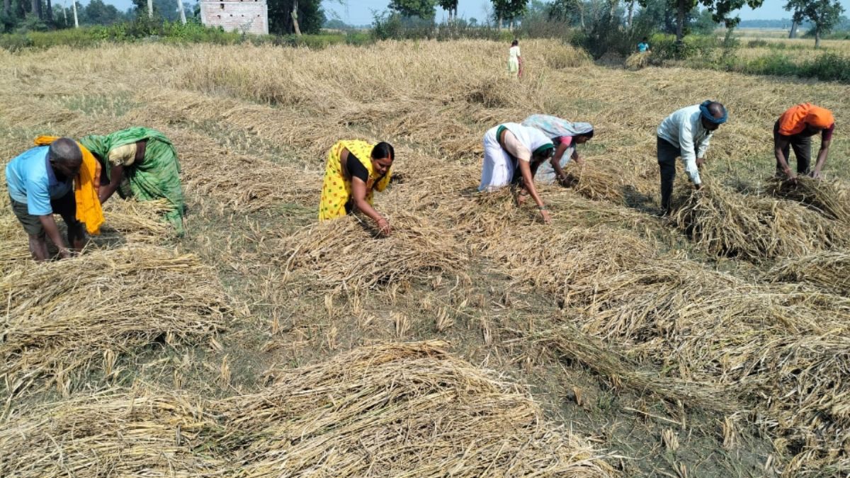 crop damage in gaya due to cyclonic rain farmers seek compensation