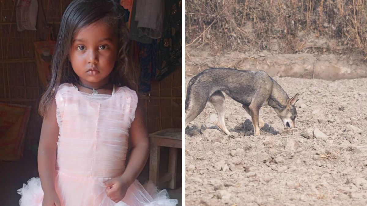 wolf attacks girl in bahraich 3yearold snatched from home