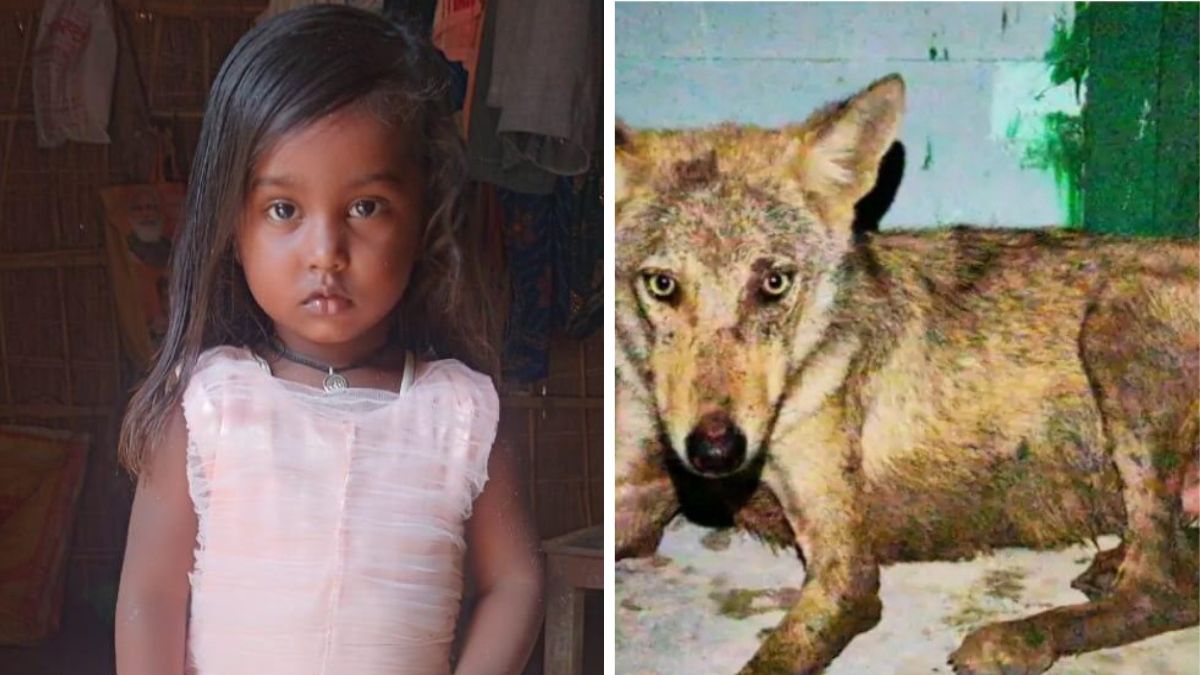 bahraich news maneater wolf is active in bahraich despite high level monitoring trapped three year old girl