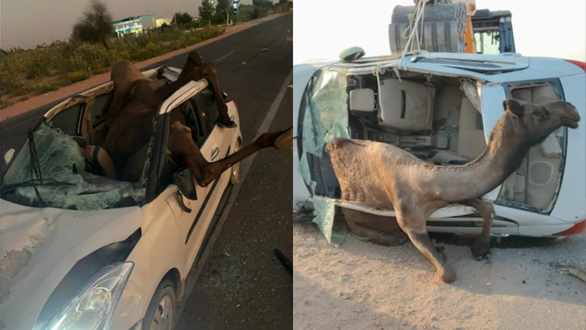 camel stuck in car after jodhpur accident rescue operation