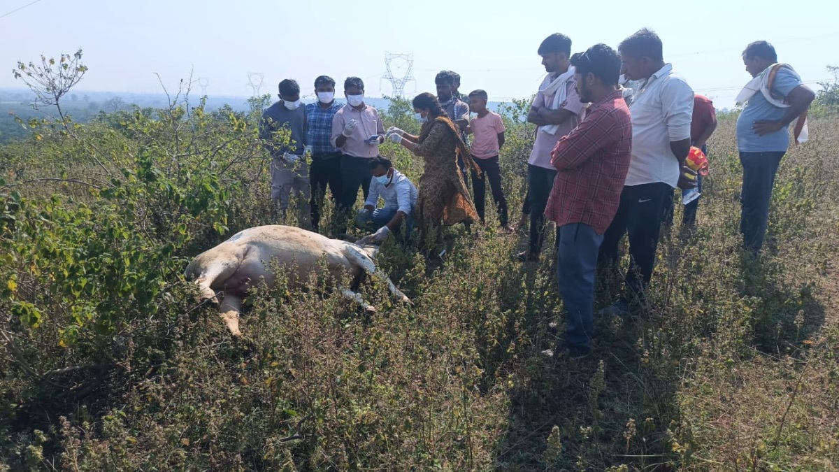 mp mystery illness kills livestock children affected