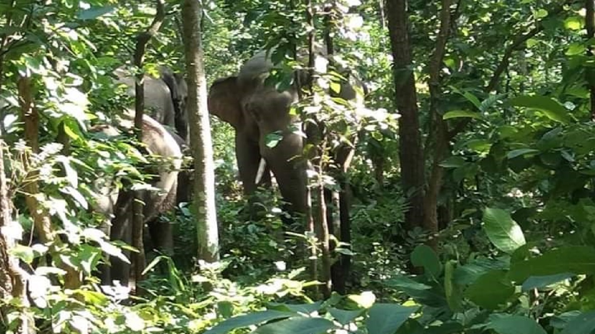 wild elephants terrorize ramgarh rampage on tiliaya main road