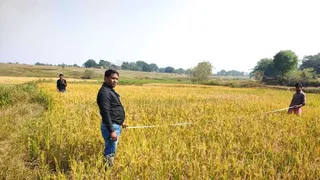 करगहर प्रखंड में धान पककर पूरी तरह तैयार