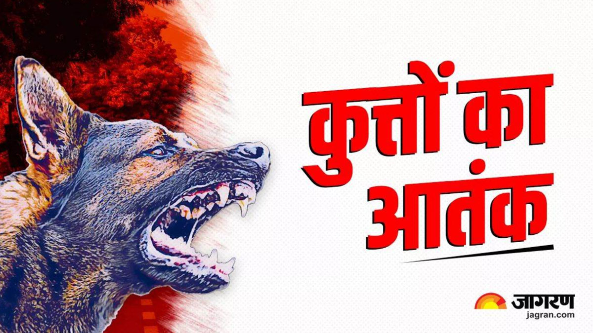 dog terror in in dehradun chennai model to be adopted to get rid of it