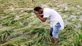 बारिश से फसल बर्बाद