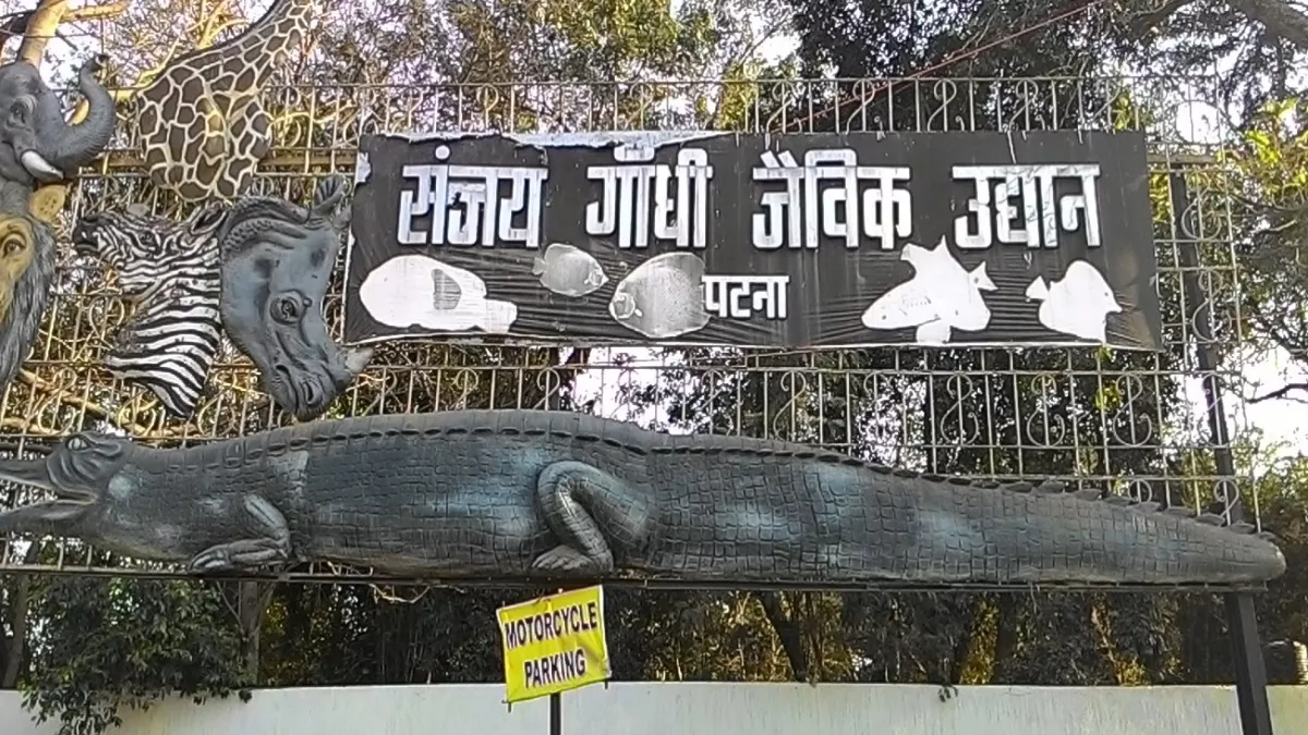 patna zoo to get lions from rajgir safari jaguar expected soon