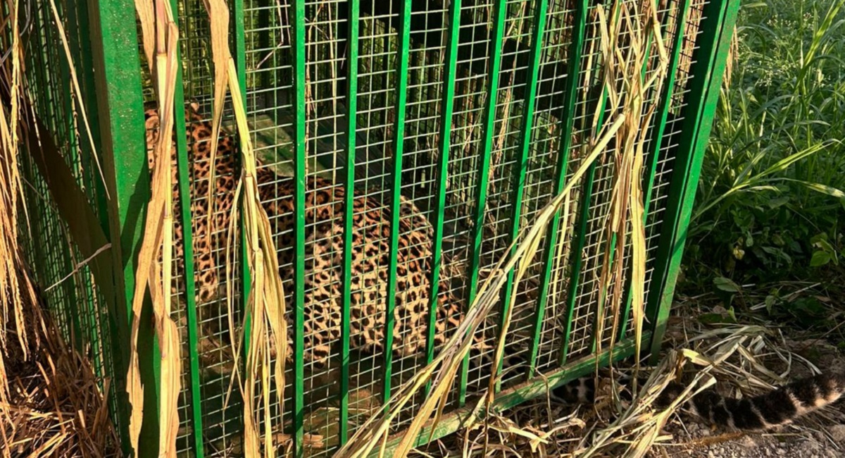 leopard trapped in bijnor forest departments chicken bait strategy