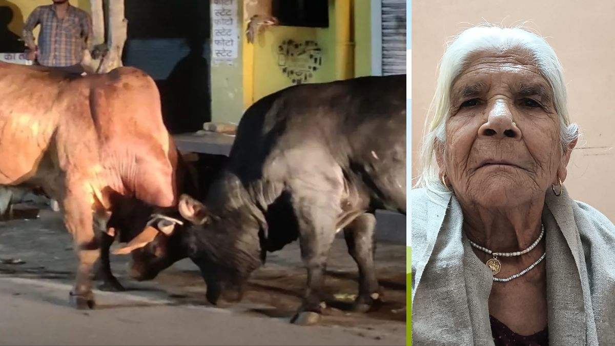 old woman dies in bull fight in dehradun