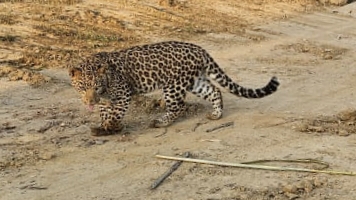 twoyearold leopard rescued from bijnor dies at etawah safari park