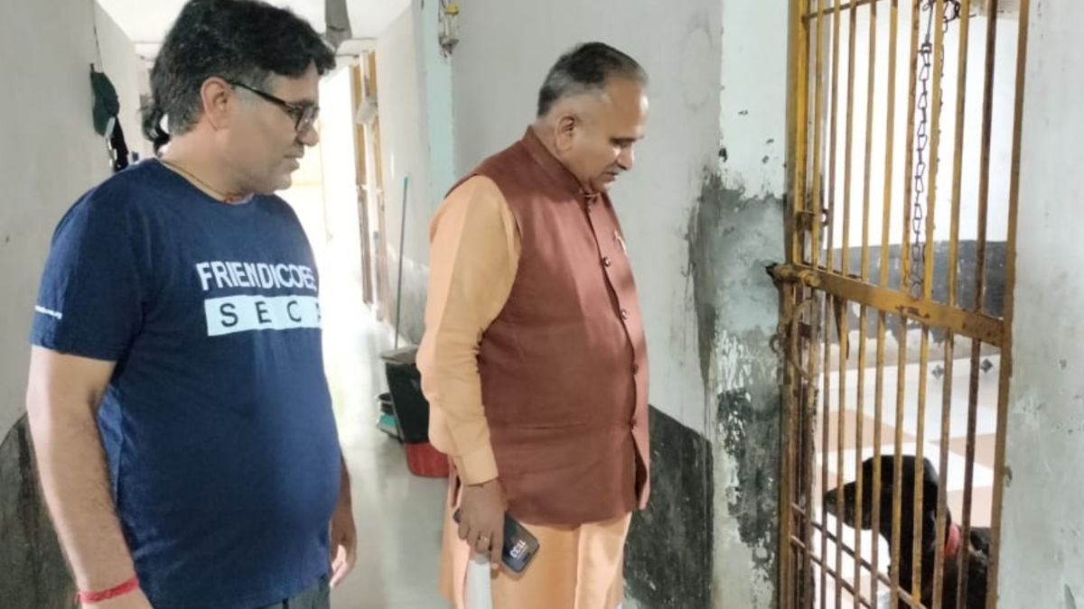 dog shelter home in sonipat addressing stray dog menace