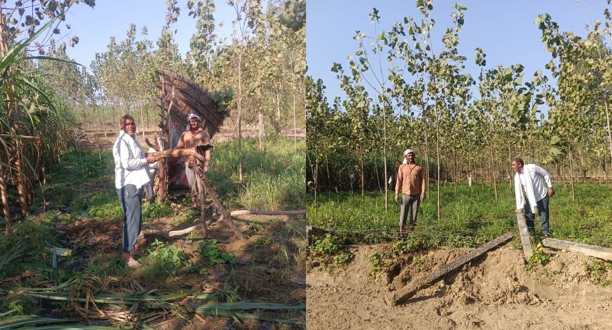 wild elephants destroy sugarcane crop in araiya wala village