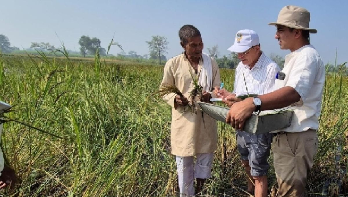 ancient rice varieties discovered in kushinagar resilient to climate change
