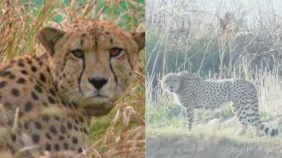 kuno national park witness cheetahs in natural habitat madhya pradesh