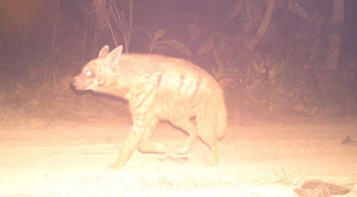 striped hyena spotted in sahanpur forest range