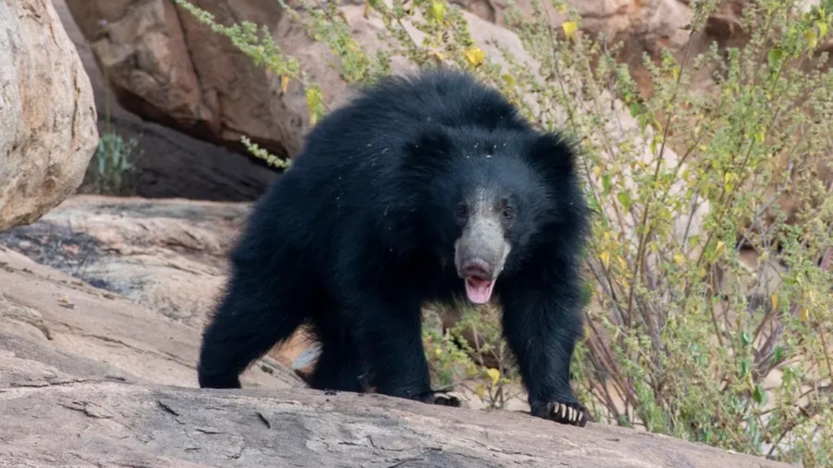 bear attack in tamil nadu tea estate woman injured