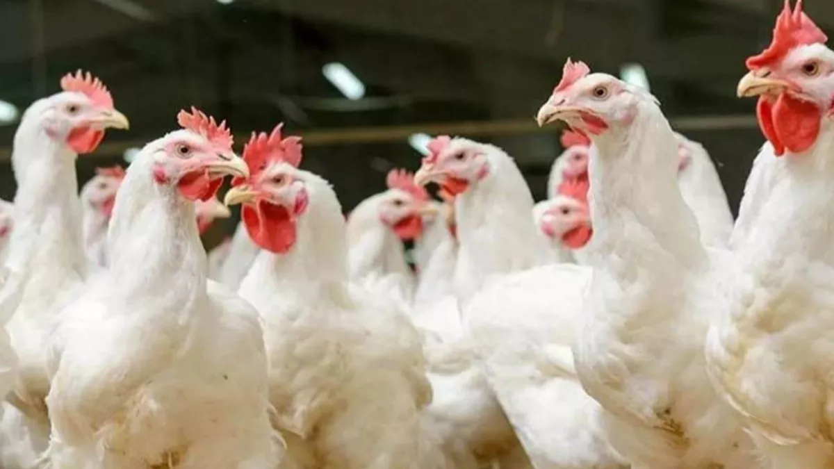 h5n5 bird flu case in us expert warns of pandemic potential