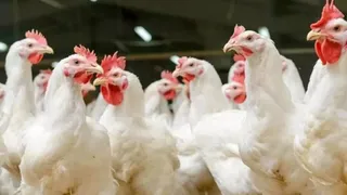 अमेरिकी मरीज बर्ड फ्लू वायरस से संक्रमित। (फाइल)