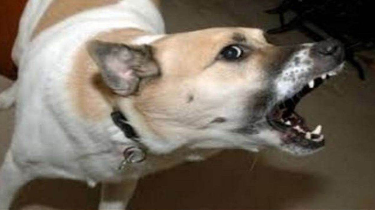 rotweiller attack 6yearold severely injured in sagar dog attack