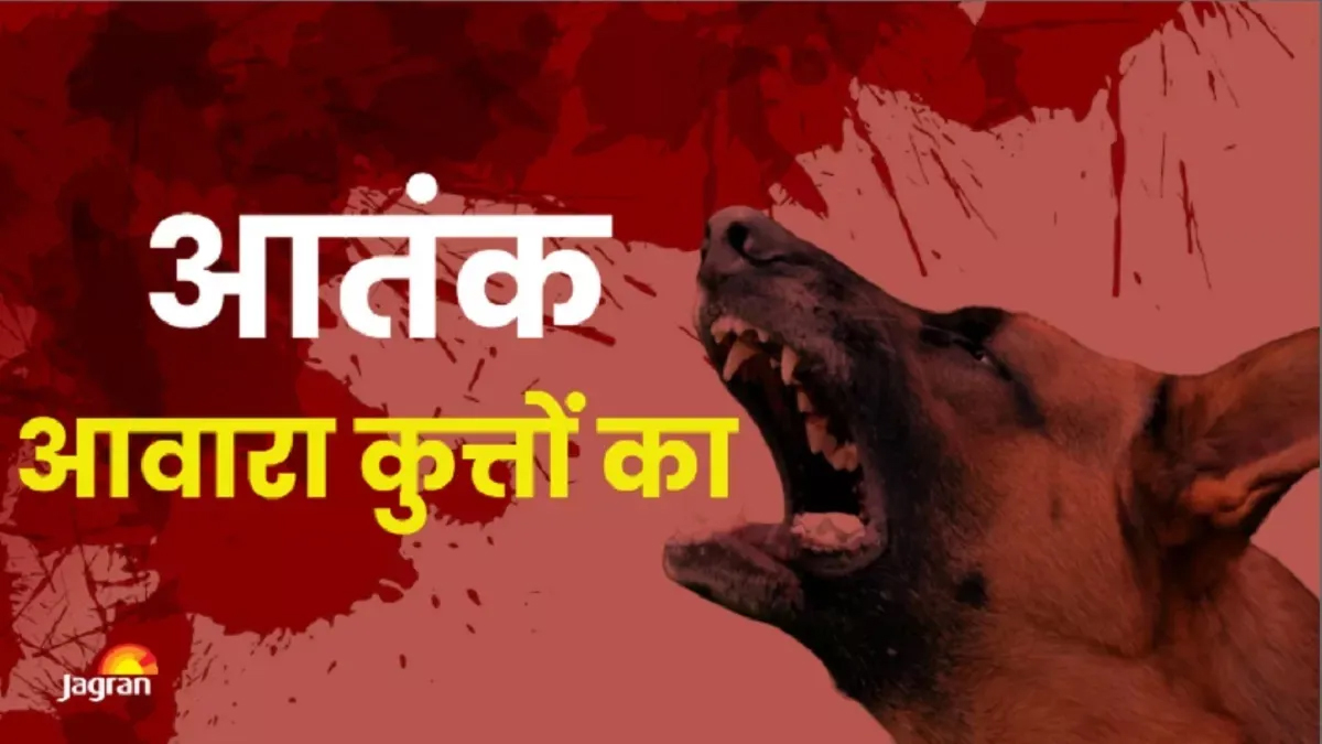 stray dog terror in srinagar residents fear for safety